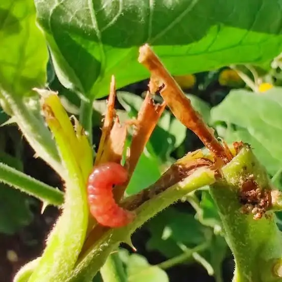 Fruit and Shoot borer